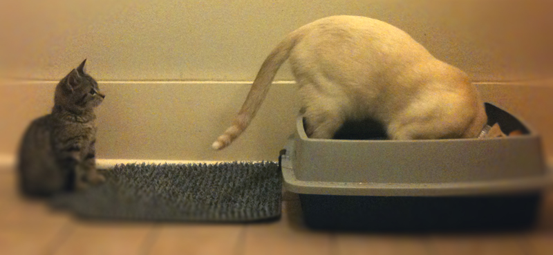 Dog in a cat litter box