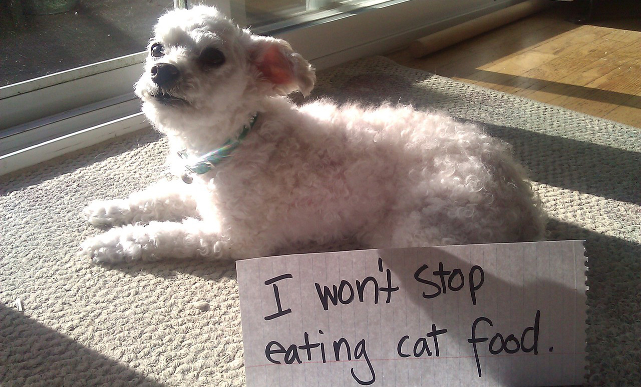 Dog wont stop eating cat food