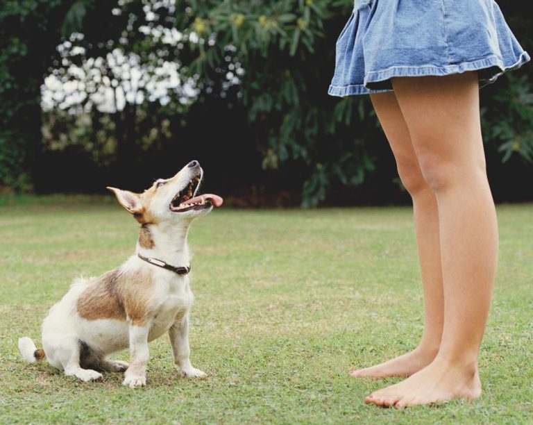 Training dog